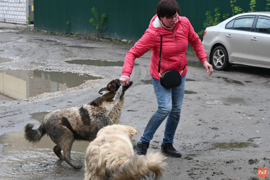 Наталья Дегтяренко ловит убежавших собак