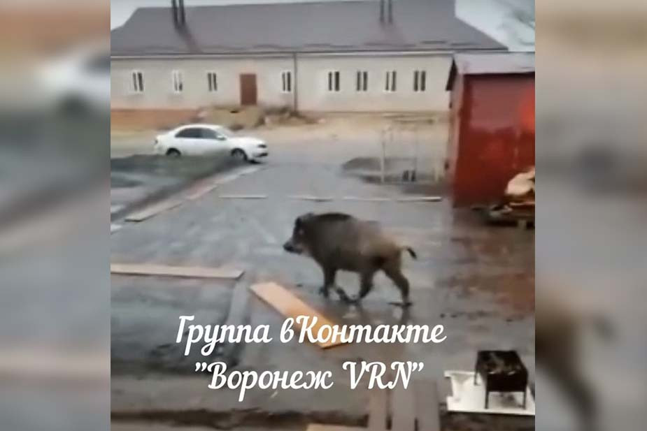 Кабаны в Воронеже, апрель 2022 года. Скрин из видео «Воронеж VRN» в соцсети «ВКонтакте»
